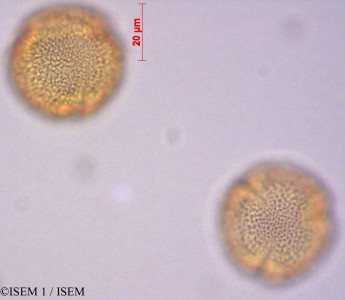 ISEM 1/Arcytophyllum_ciliolatum_29127/Arcytophyllum_ciliolatum_29127_0001(copy)_thumb.jpg